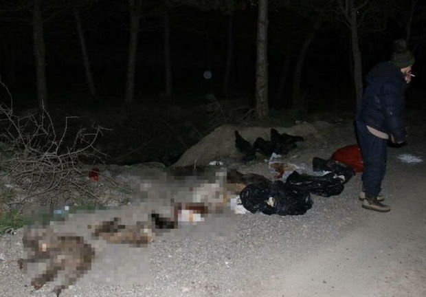 Qorxunc mənzərə: Küçədə damarları deşilmiş onlarla sahibsiz it tapıldı - VİDEO