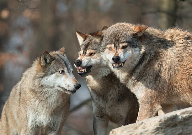 Bərdədə canavar sürüsü kəndə hücum çəkdi - VİDEO