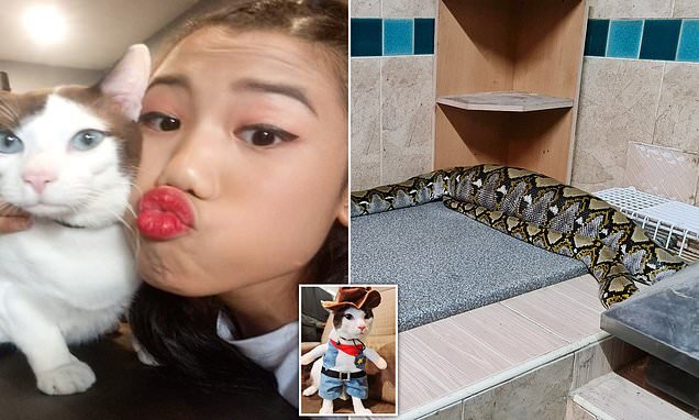 İtmiş pişiyini mətbəxə girən NƏHƏNG İLANIN QARNINDA tapdı - FOTO-VİDEO