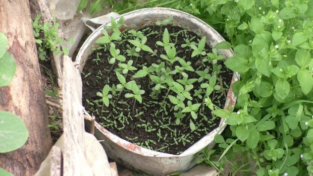 Житель Балакенского района задержан за выращивание конопли