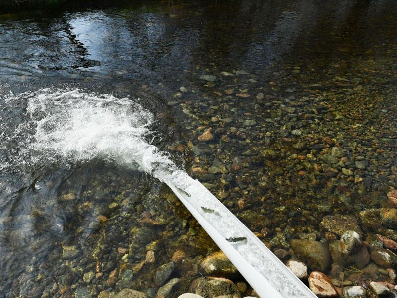 Həkəri çayına qızıl xallı farel balıqları buraxıldı