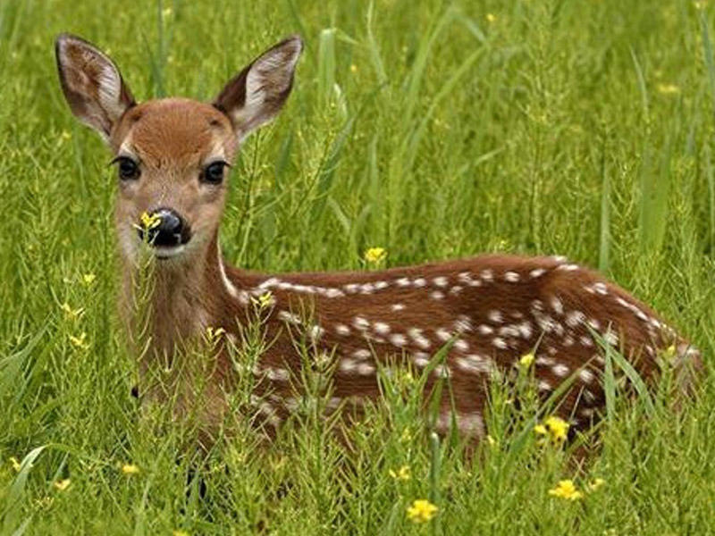 Azad olunan ərazilərə ceyranlar buraxılacaq