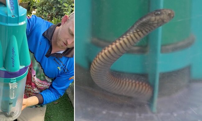 Qadın zəhərli ilanı tozsoranla tutdu - FOTO-VİDEO