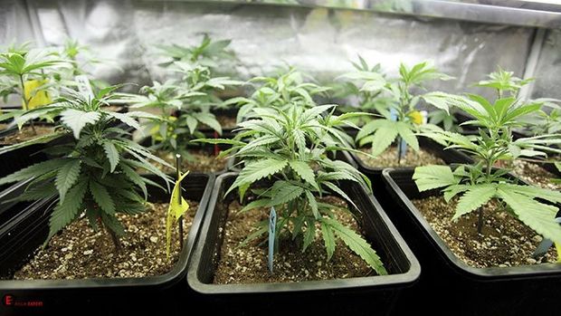 Həyətində 400-dən çox narkotik kolu becərən şəxs saxlanıldı - FOTO/VİDEO