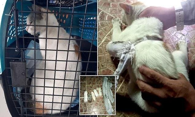 Həbsxanaya narkotik daşıyan PİŞİYİN üstündən görün nələr çıxdı - FOTO