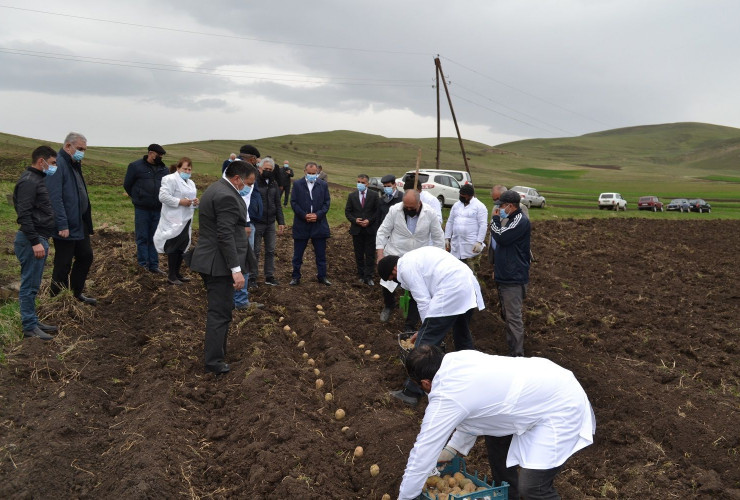 Gədəbəydə müasir seleksiya yolu ilə yaradılan yeni kartof sortlarının nümayiş əkinləri həyata keçirilib