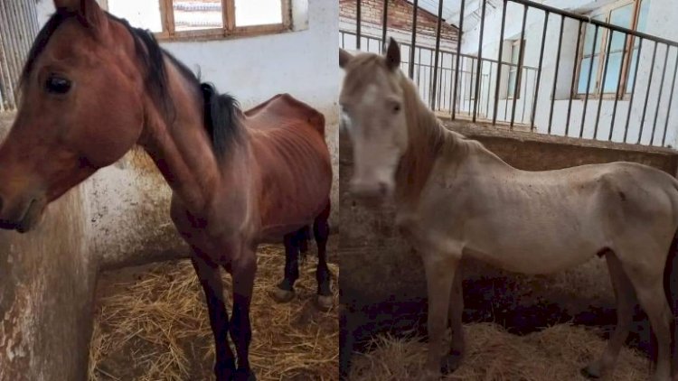 Şəkidə biabırçılıq: Dilsiz-ağızsız heyvanları ölümə məhkum ediblər - Fotolar