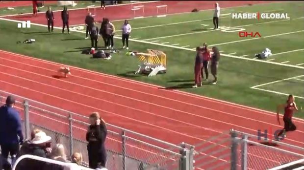 Tribunadan yarış meydanına tullanan it finişə birinci çatdı - VİDEO