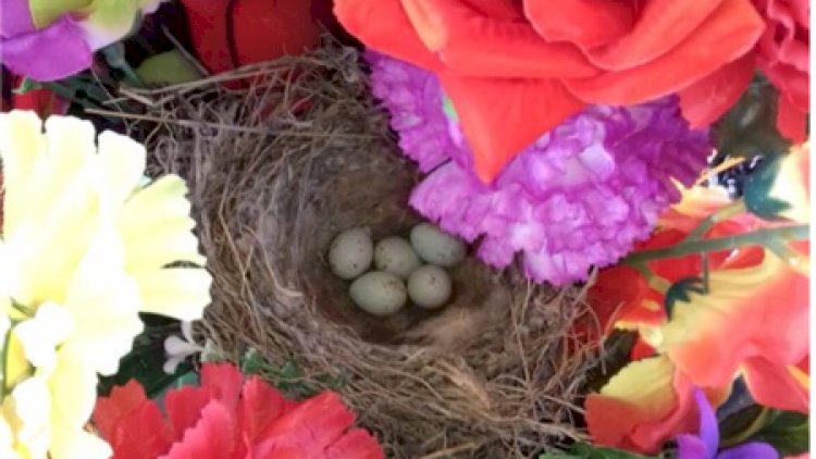 Şəhidin məzarında bülbül yuva qurdu - Foto