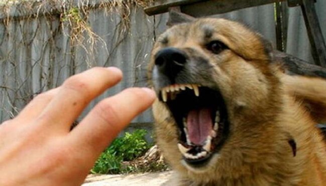 Azərbaycanlı müğənninin övladının meyitini İT APARDI - VİDEO