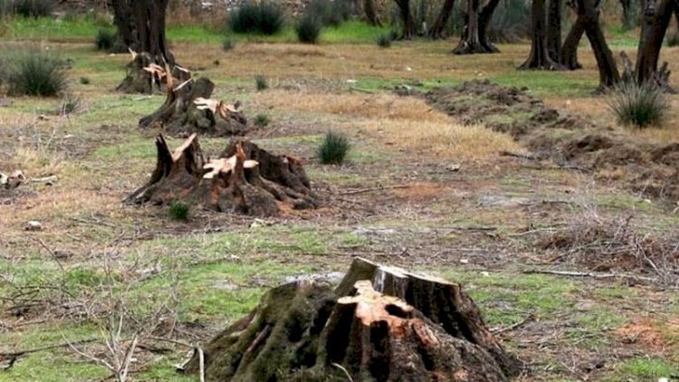 Ermənilər Füzulidə 57 hektar meşə sahəsini məhv ediblər