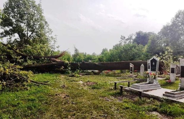 Qaxda qəbiristanlıqda ağacların kəsilməsinə nazirlikdən REAKSİYA - FOTO