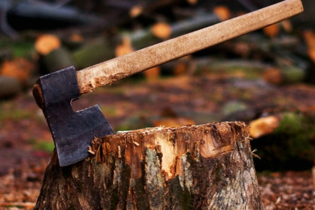 Ağacları kəsən direktora cinayət işi açıldı