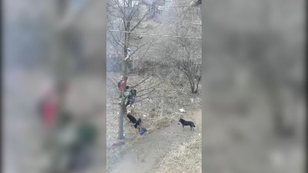 Məktəblilər it sürüsündən ağaca dırmaşmaqla canlarını qurtardılar - VİDEO