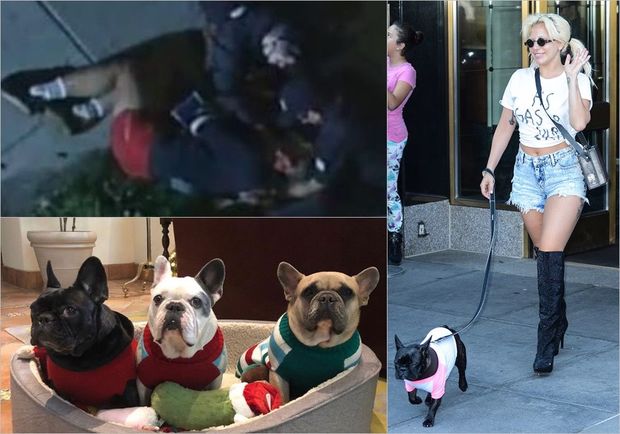 Ledi Qaqanın itlərini oğurlayan beş nəfər həbs olundu - FOTO