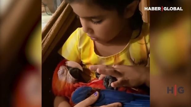 Balaca qız tutuquşunu layla oxuyaraq yatırtdı – VİDEO