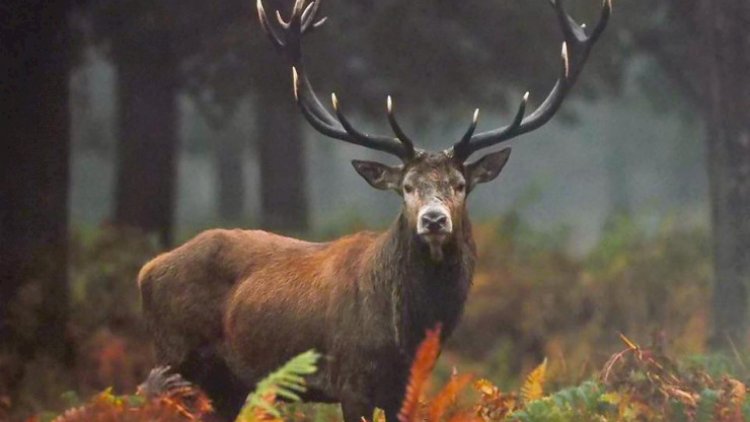 Alimpaşa Məmmədovun maralları Yeni Zelandiyadan gətirilib