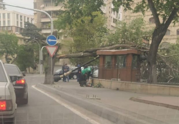 Güclü külək Bakıda ağac və işıq dirəyini aşırdı - FOTO