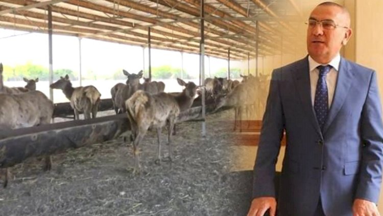 Alimpaşa Məmmədov maral ətini kimlərə satırmış... - Açıqlama