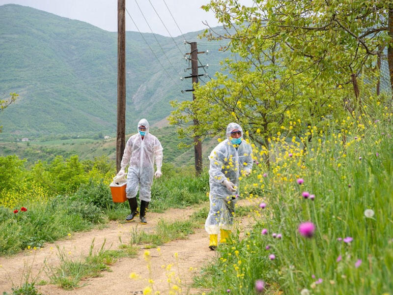 Azad olunan ərazilərdə heyvanlar quduzluğa qarşı peyvənd olunur - VİDEO - FOTO