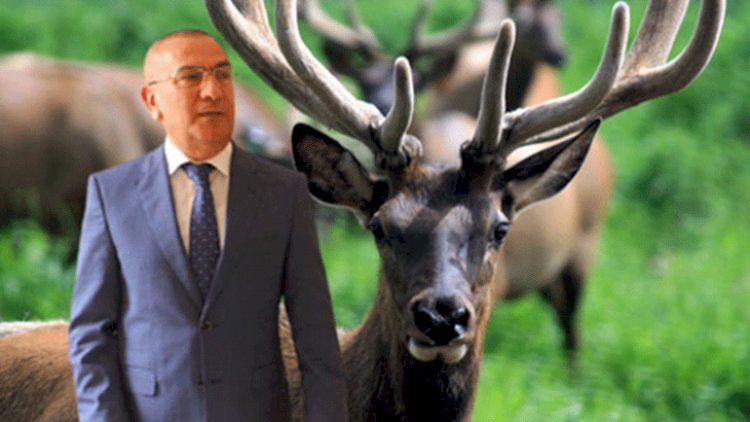 Alimpaşa Məmmədovun marallarından daha hansı məmurda var?