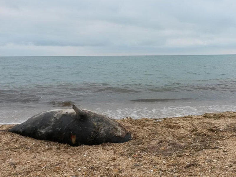 Xəzər dənizinin sahilində 150-dən çox suiti ölüsü tapılıb
