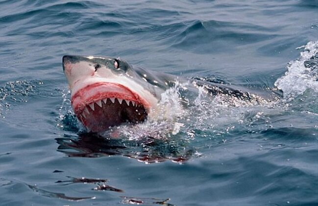Ayağını qoparan köpəkbalığının dişinə xatir GÖRÜN NƏ ETDİ - FOTO