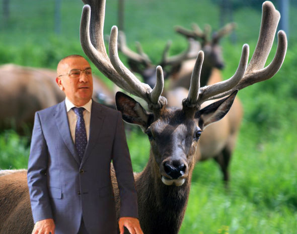 Alimpaşa Məmmədovun maralları ac qalıb - VİDEO