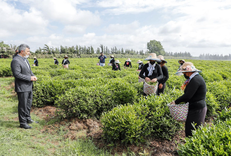 Birdəfəlik əkin subsidiyasının verilməsi sitrus bağlarının salınmasına marağı artırıb