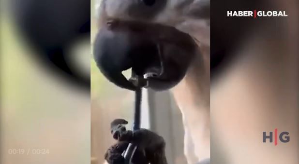 Diliylə vint açan tutuquşunun nadir bacarığı hər kəsi təəccübləndirir – VİDEO