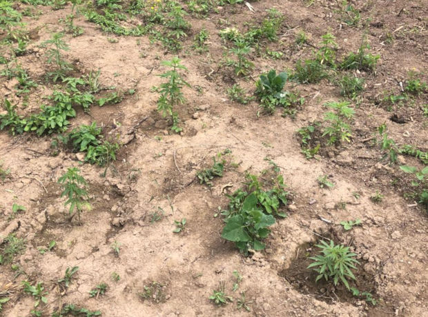 Meşədə narkotik əkən şəxs saxlanıldı