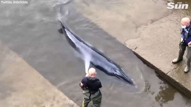 Londonda balina Temza çayındakı bəndə ilişib - VİDEO