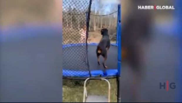 Qızın itlə batut əyləncəsi görənləri güldürdü – VİDEO