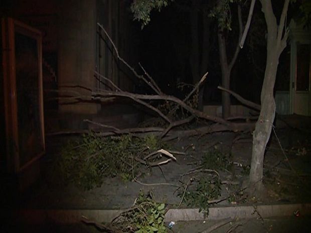 Sumqayıtda ağaclar kəsildi: İcra hakimiyyəti məsələyə qarışdı