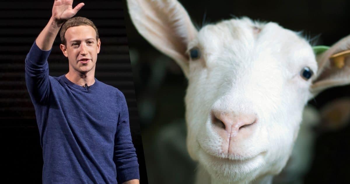 Mark Zukerberq keçilərinin FOTOsunu paylaşdı