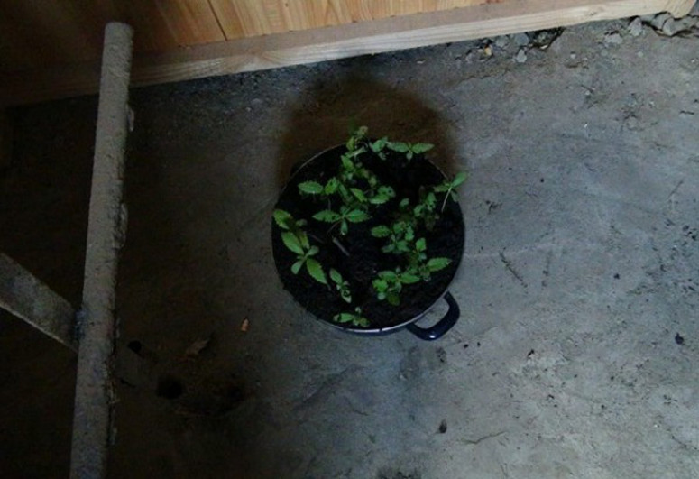 Keçmiş məhkumun həyətində çətənə kolu aşkar edilib