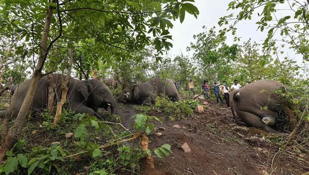 İldırım vurması 18 fili məhv etdi - FOTO/VİDEO