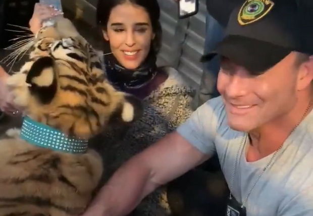 Hyuston polisi şəhərdə sərgərdan gəzən pələngi bir həftə sonra tuta biliblər - VİDEO