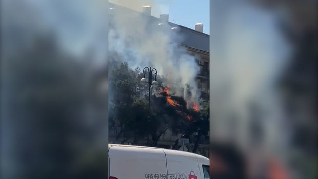 В Баку горят деревья - ВИДЕО