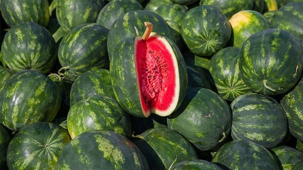 Bazarda qarpız təhlükəsi: Zəhərlənmədən xəstəxanalıq ola bilərsiniz - VİDEO