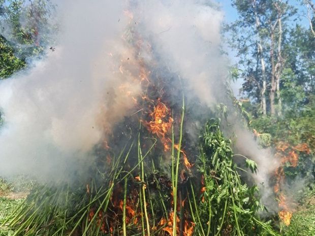 Narkotik plantasiyası aşkarlandı: 1,6 ton narkotik məhv edildi - FOTO