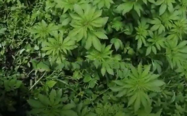 Kəlbəcərdə ermənilərin saldığı narkotik plantasiyası aşkarlanıb - VİDEO