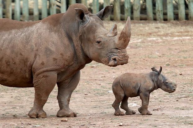 В американском зоопарке живет носорог-пианист - ВИДЕО