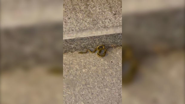 На Бакинском бульваре появились змеи - ВИДЕО