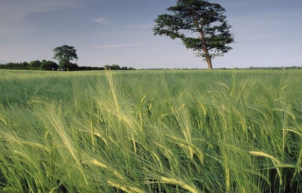 Синоптики предупредили о ветреной погоде в Баку