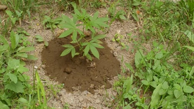Saatlıda narkotik becərən şəxs yaxalandı - FOTO