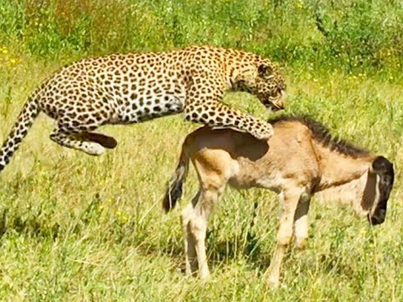Bu video rekord baxış topladı - Anbaan görüntülər