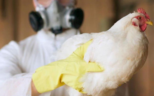 Южная Корея объявила об окончании вспышки птичьего гриппа