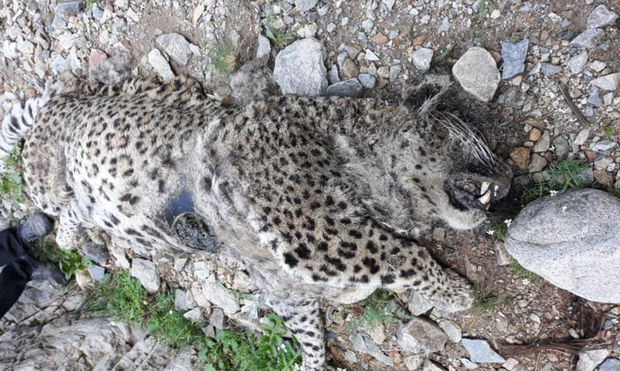 Naxçıvan dağlarında bəbir cəsədi aşkarlandı - FOTO