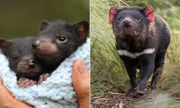 В Австралии впервые за три тысячи лет родились тасманийские дьяволы